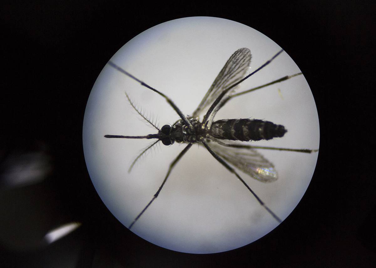 A single mosquito is viewed under a microscope.