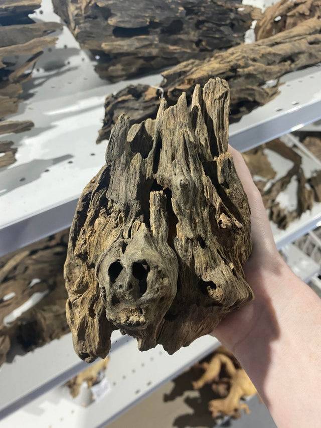 Driftwood that looks like a skull