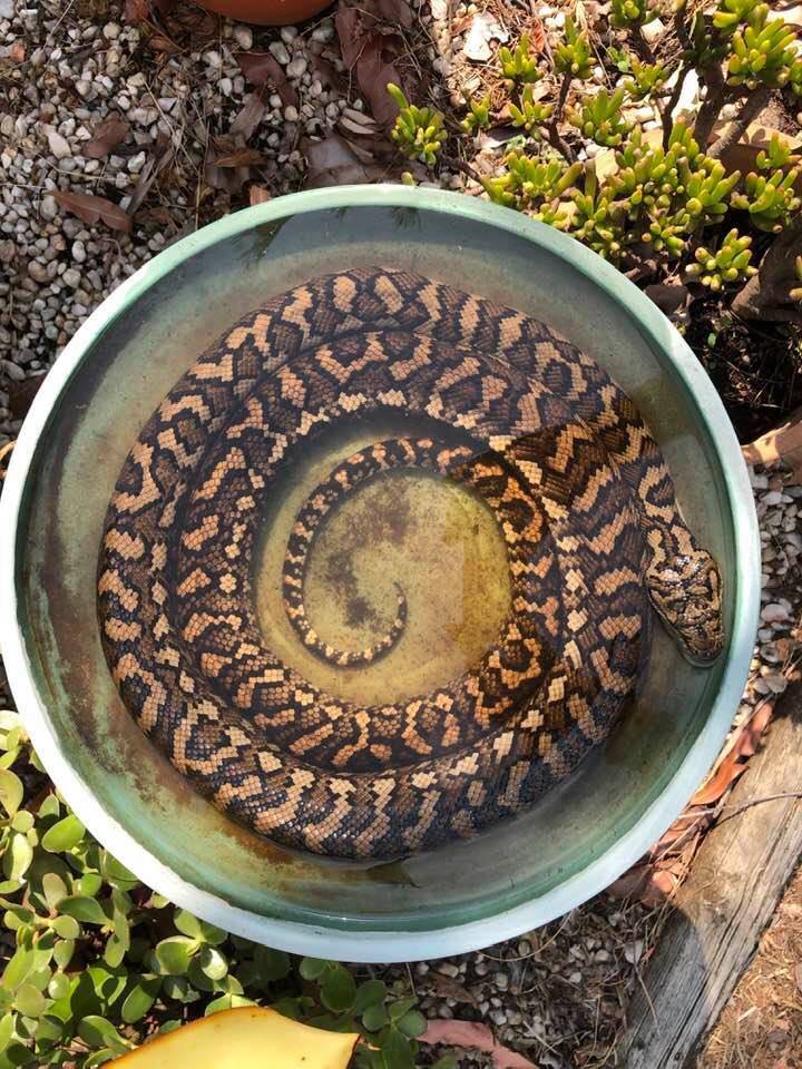 Snake in bird bath