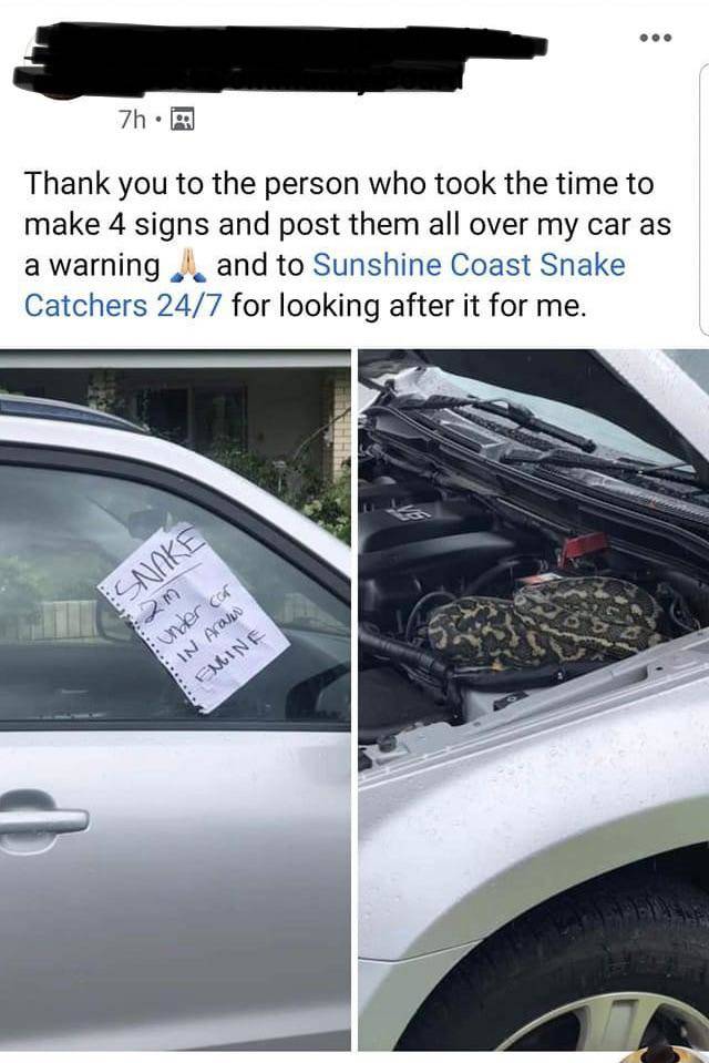 Snake in car engine; note left on vehicle to warn driver