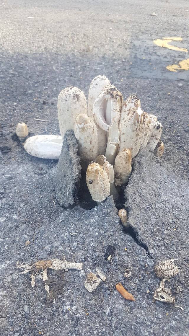 Mushrooms growing out of pavement.