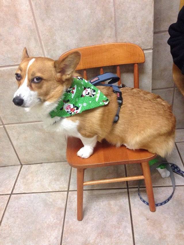 Corgi sits in a tiny chair and wears a cow Christmas-themed bandana around his neck; looks unimpressed at his owner.