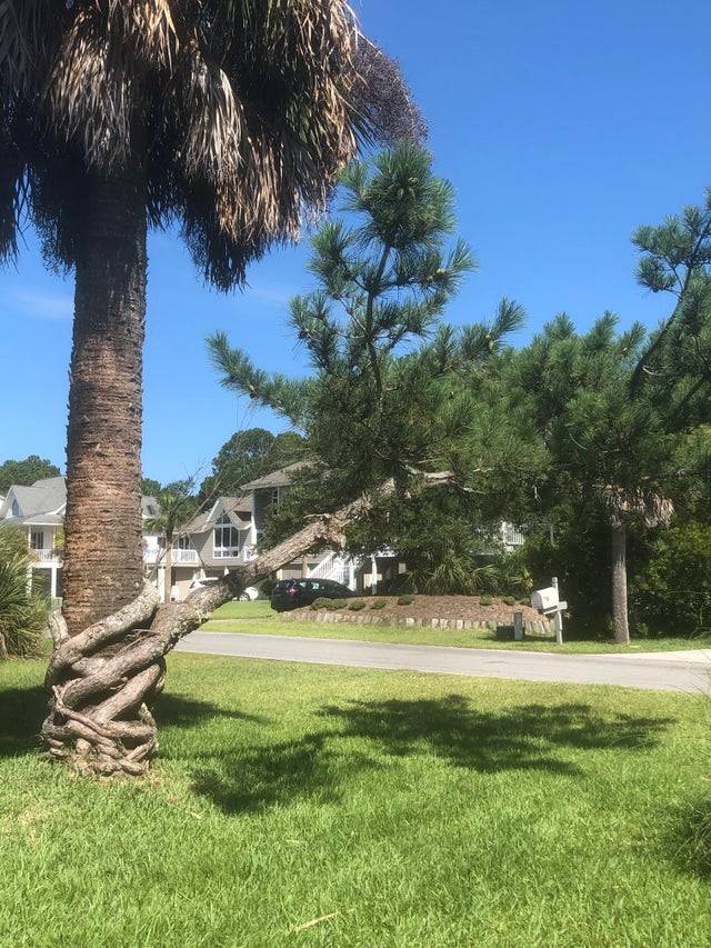 Pine tree growing around another tree.