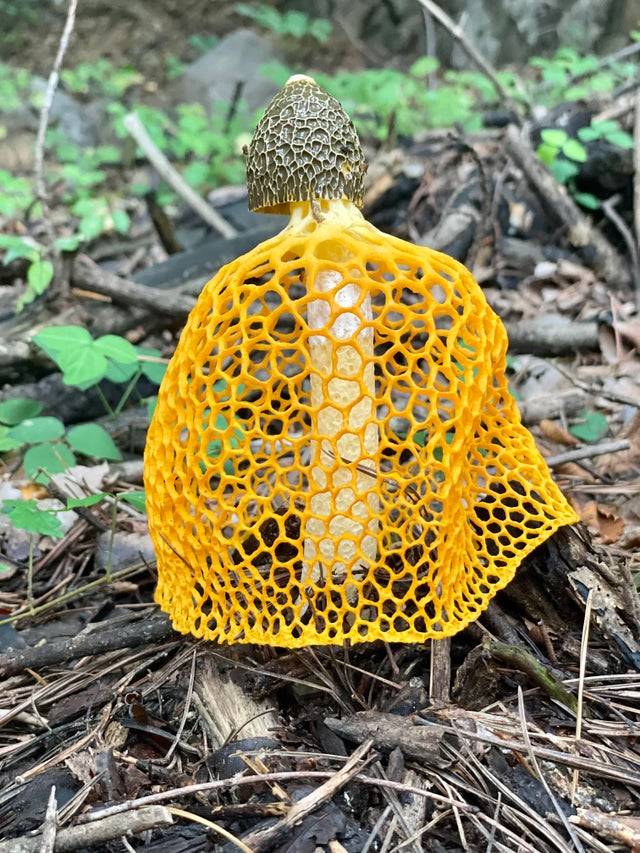 Mushroom with a yellow skirt on it.