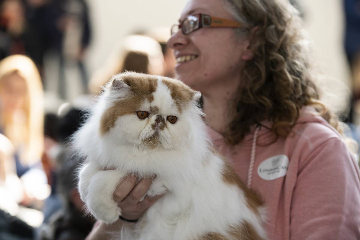 A Persian cat seen displayed at the International Cat Show...