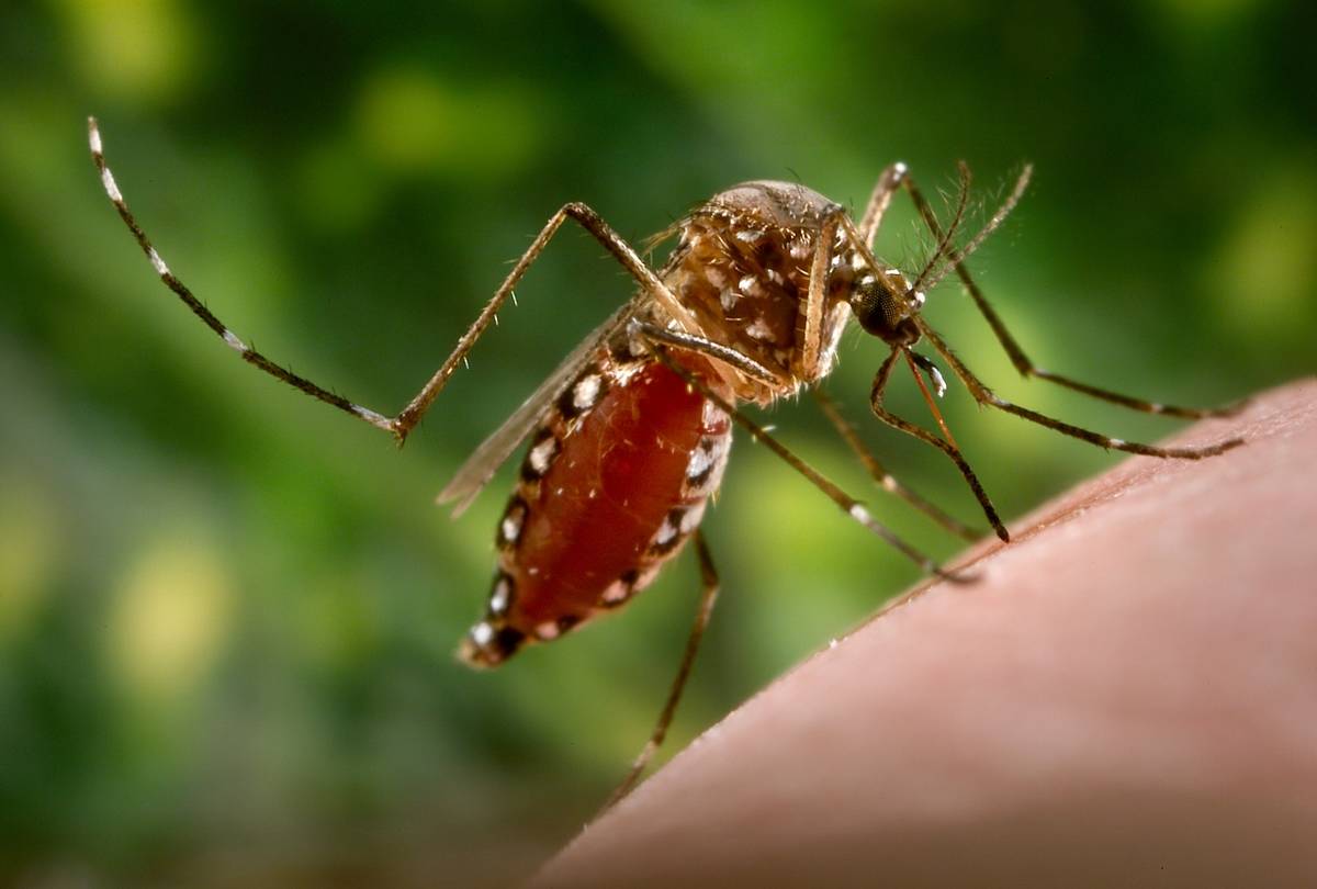 An aedes aegypti mosquito bites a human and is filled with blood. 