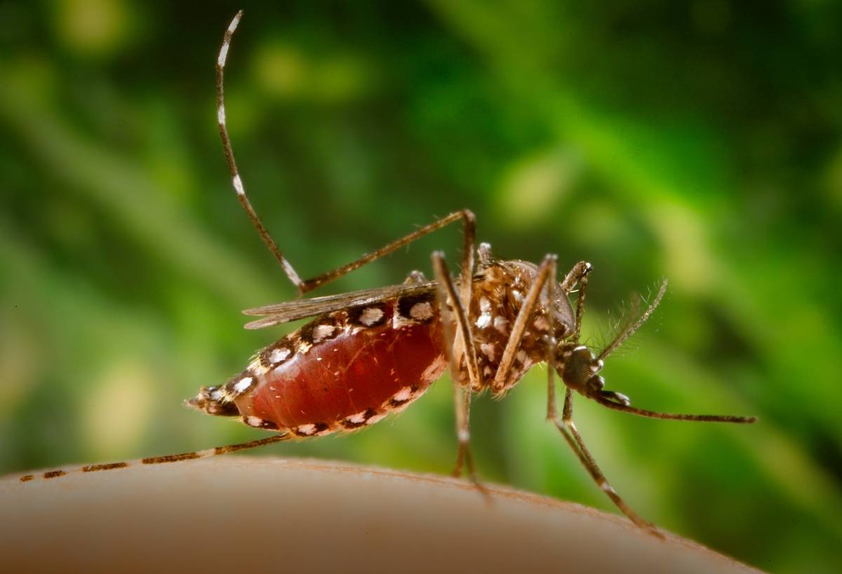 A female aedes aegypti mosquito just after it has finished feeding on a human.