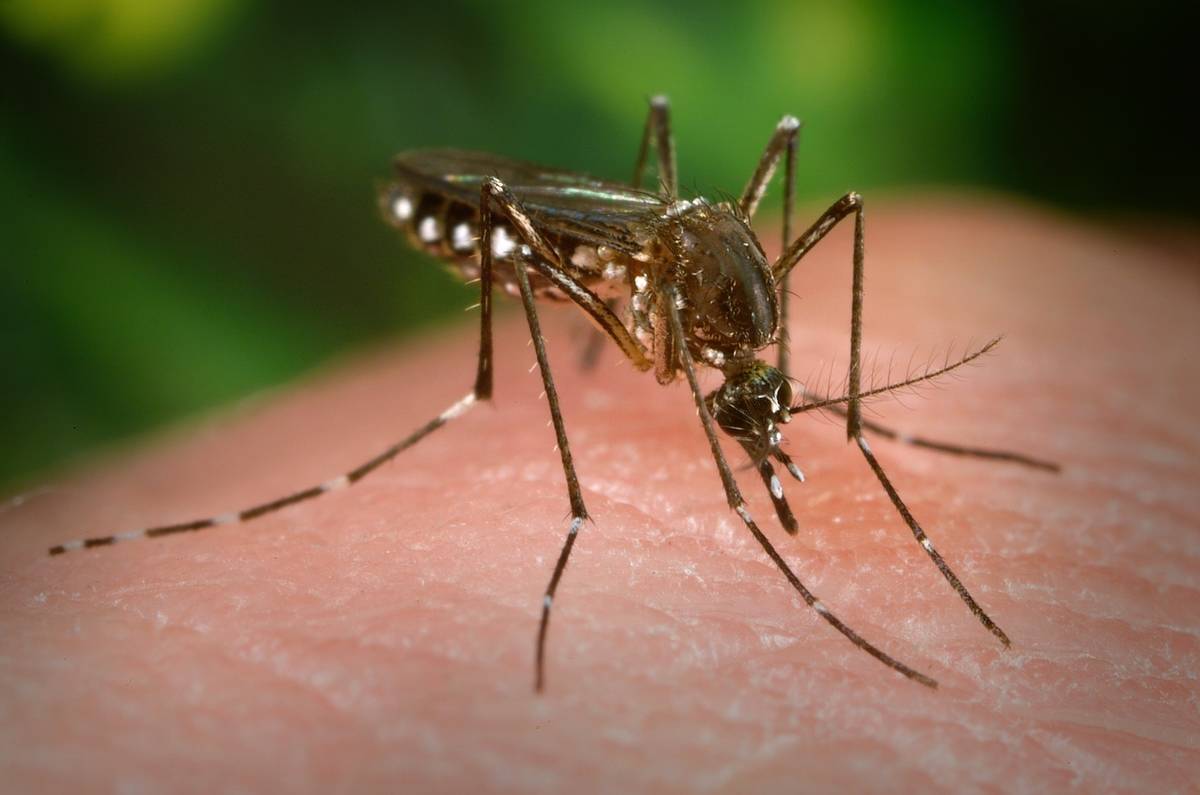A female aedes aegypti mosquito sucking blood from a human host. 