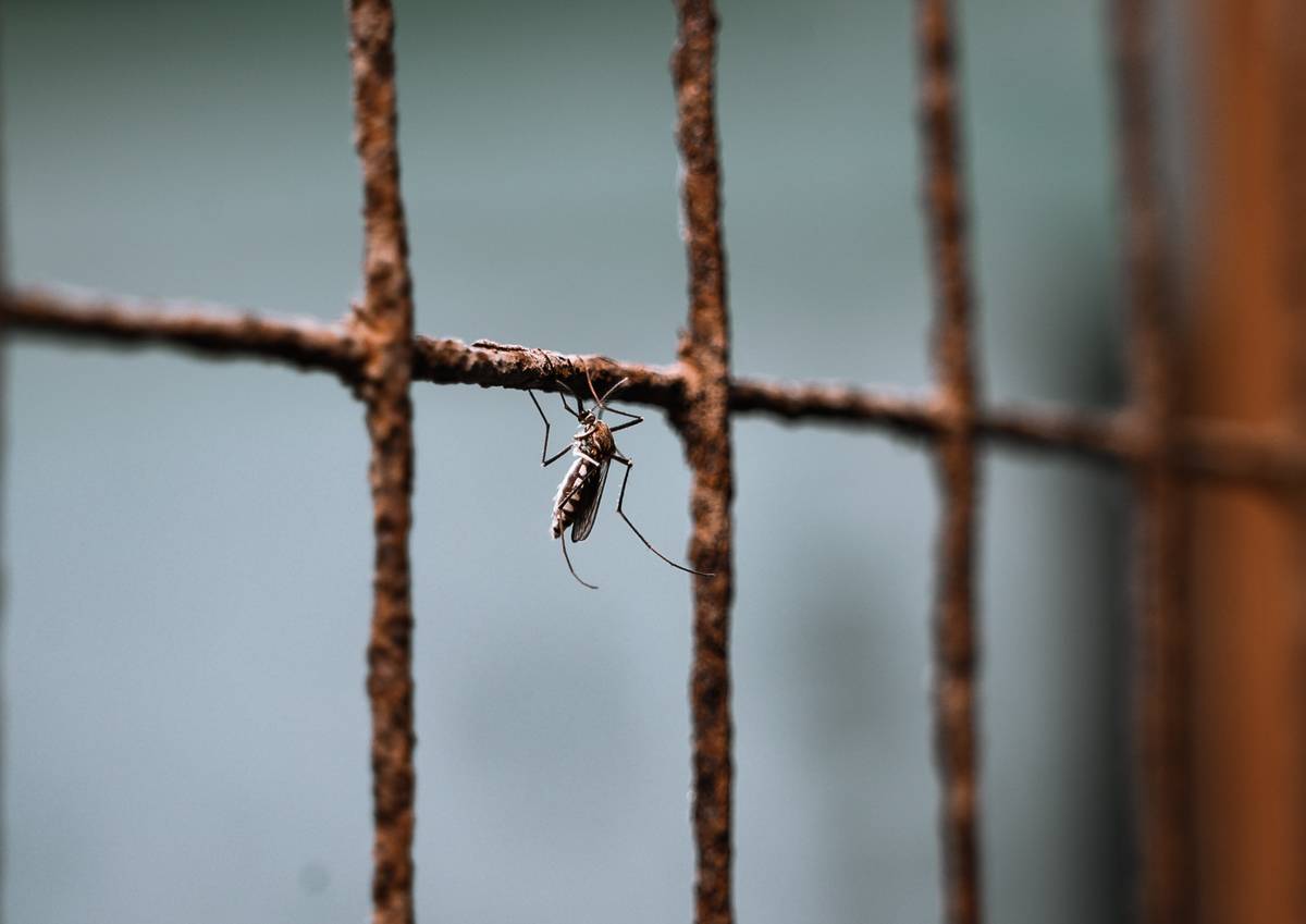 A female anopheles mosquito sitting on a window in India. 