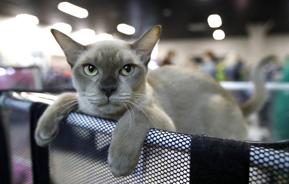Cat show in Moscow