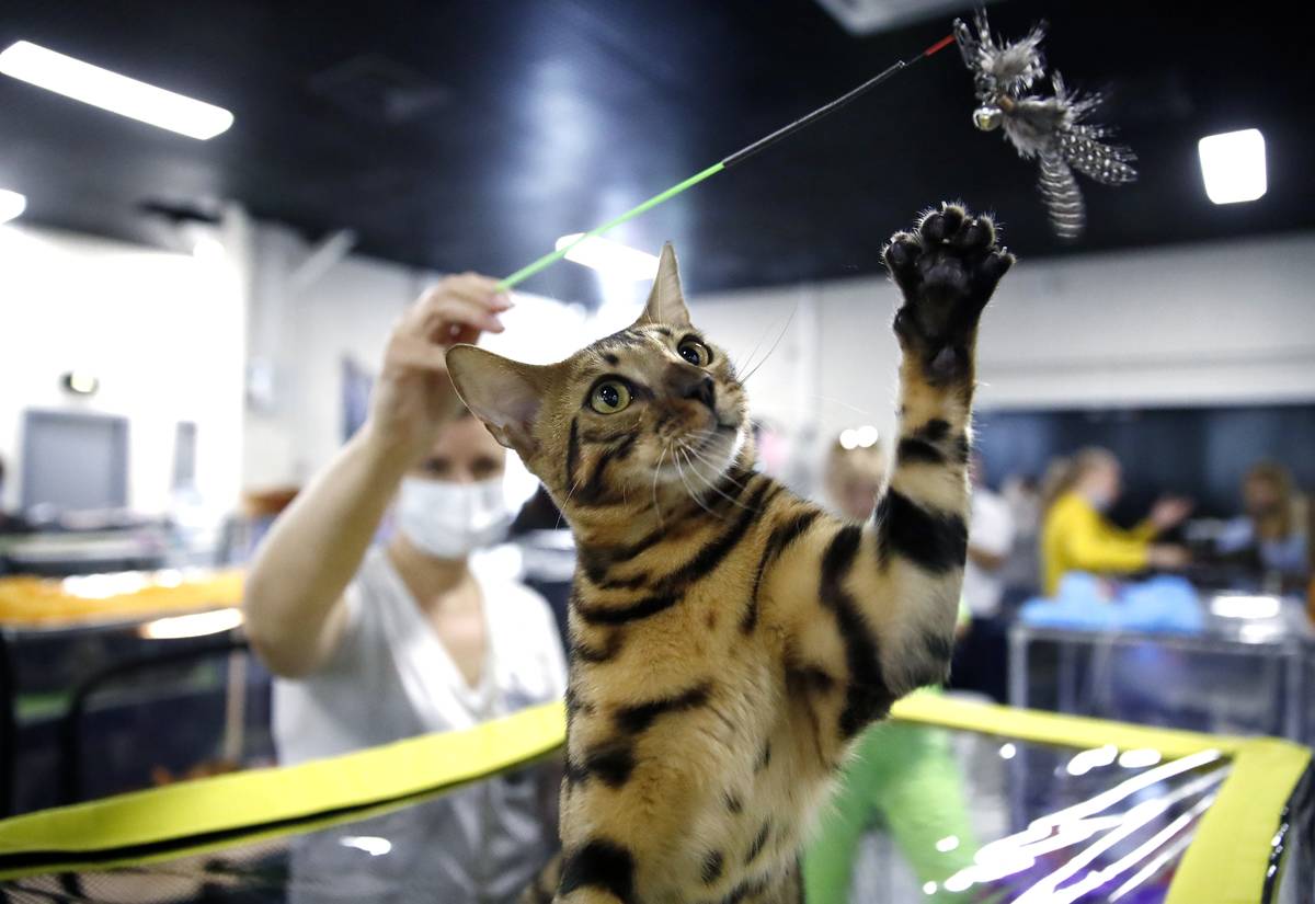 Cat show in Moscow