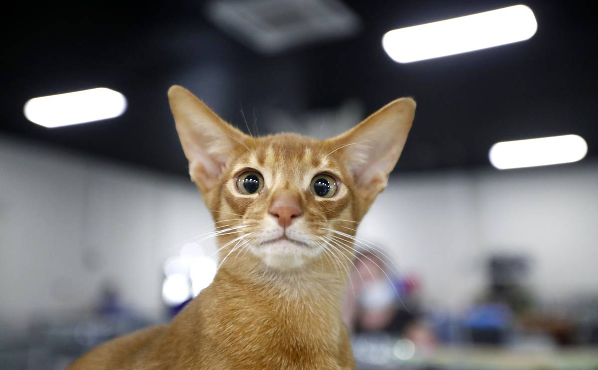 Cat show in Moscow