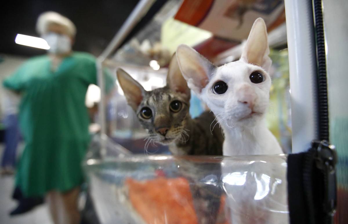 Cat show in Moscow