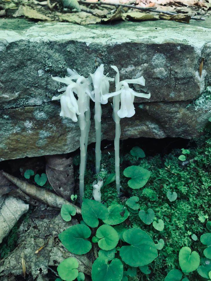 ghost plant doesn't need sunlight