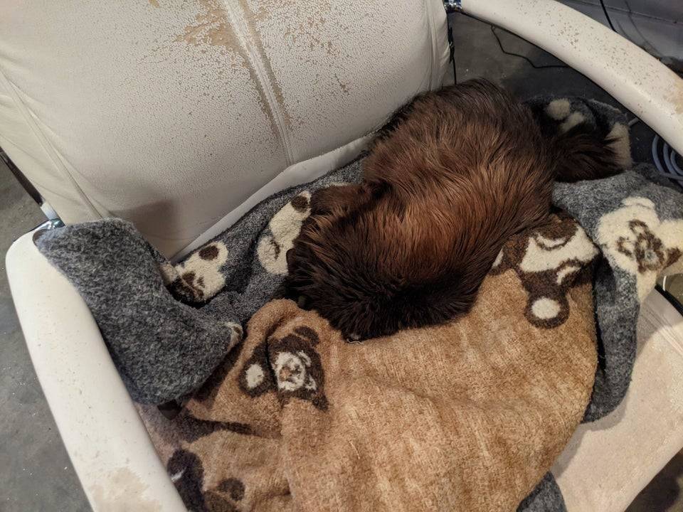 cat looks like chewbacca's face