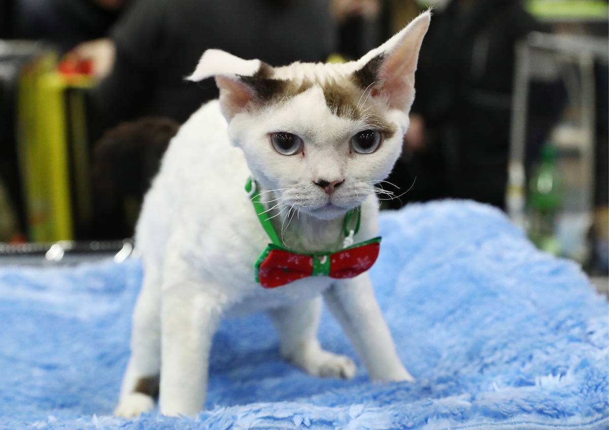 KoShariki-Show cat show in Moscow