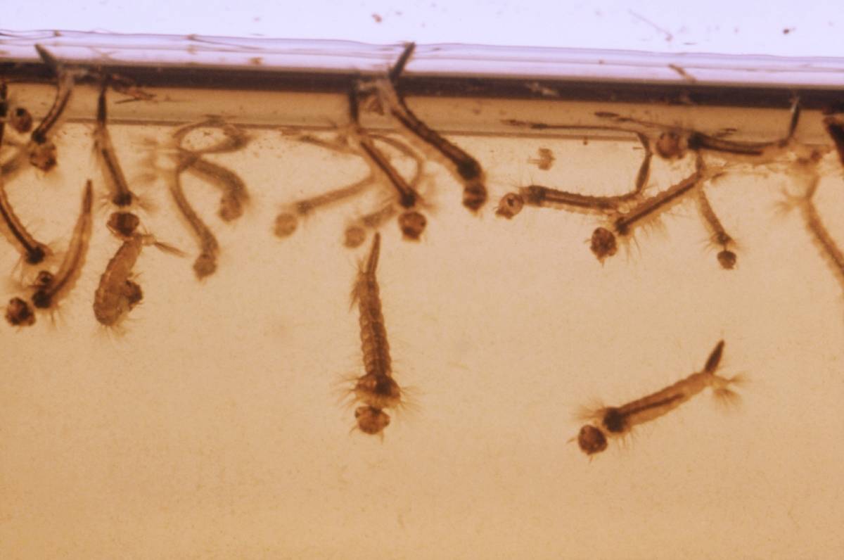 Mosquito larvae in a container of water.