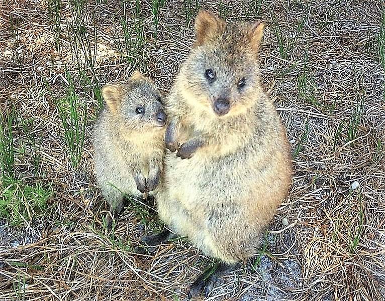 Mother and baby quokka