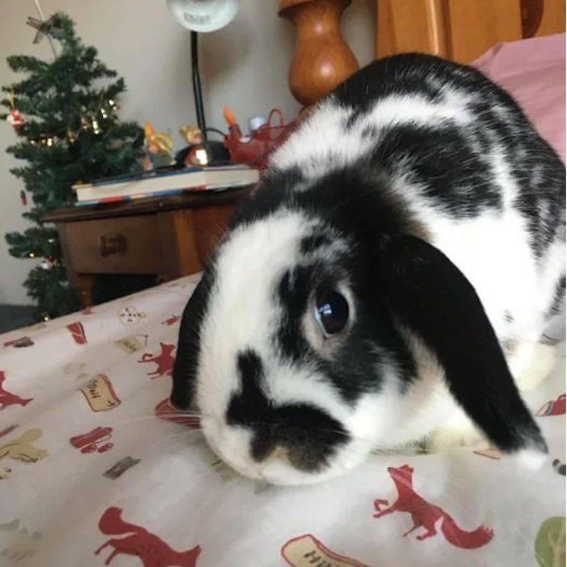 rabbit with rabbit-shaped marking on nose