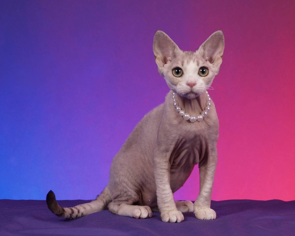 Ren Netherlands Crazy Cool Cats