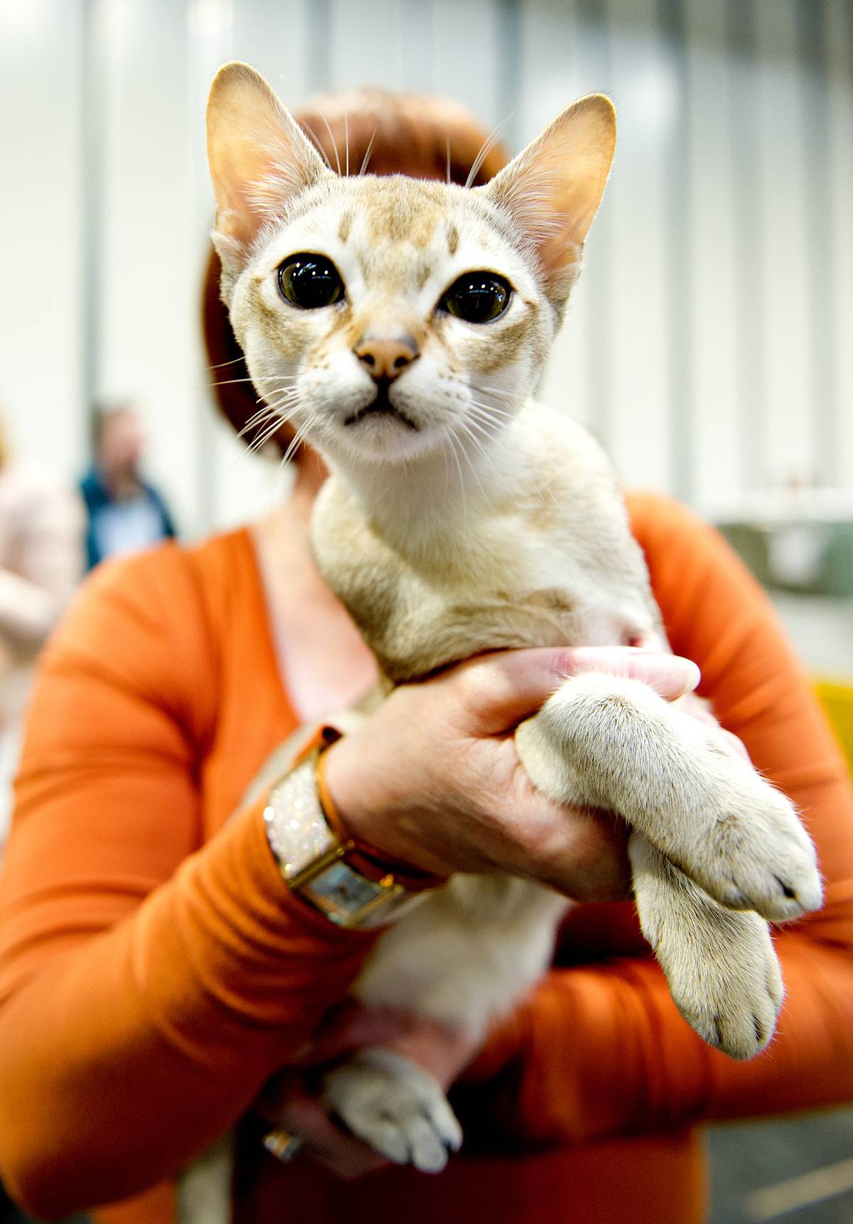 The Feline World Gathers For The Supreme Cat Show 2017