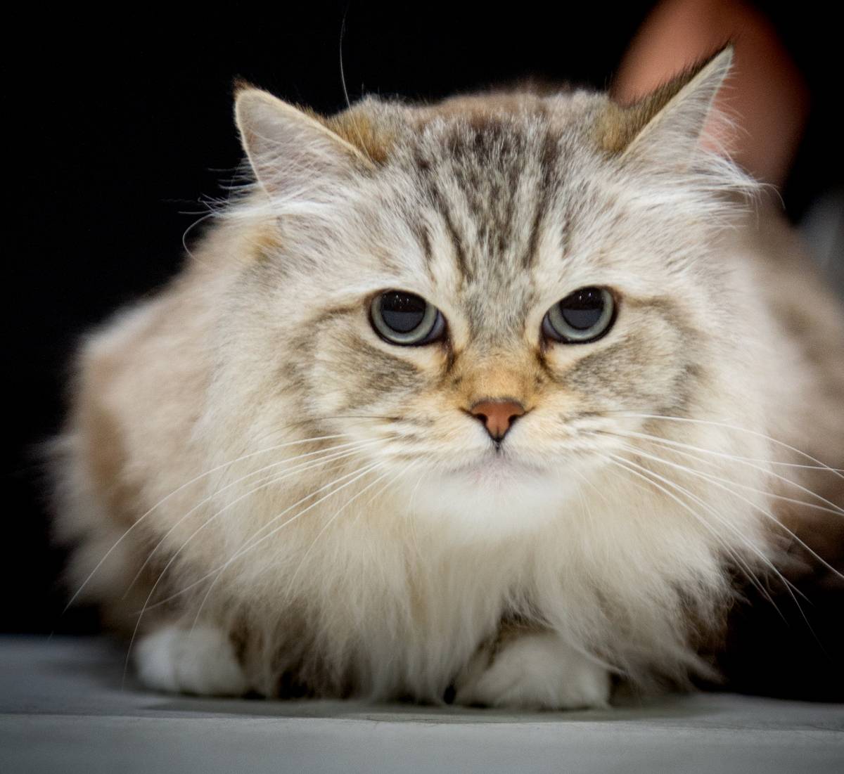 The Governing Council Of The Cat Fancy Show 2021