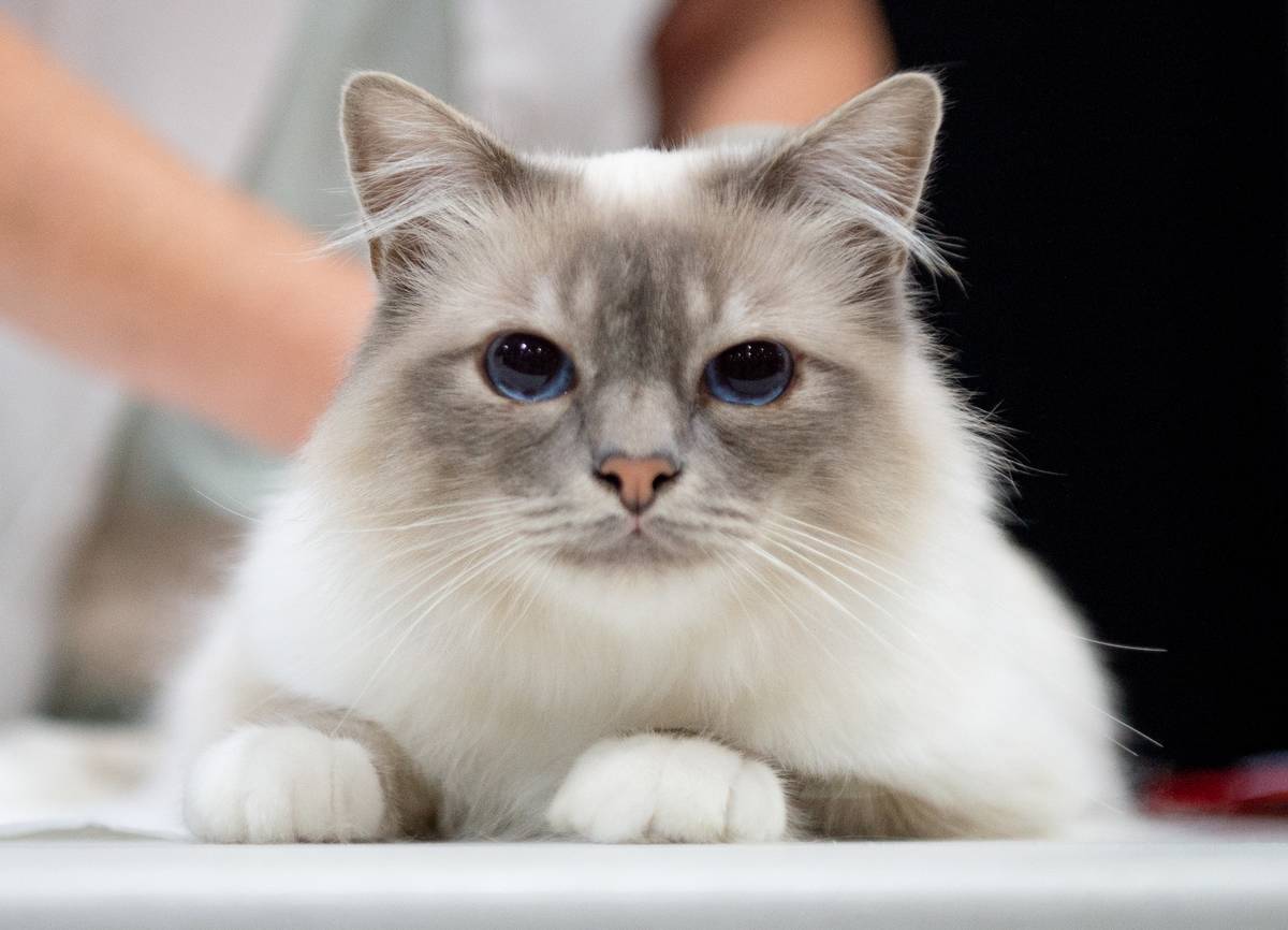 The Governing Council Of The Cat Fancy Show 2021