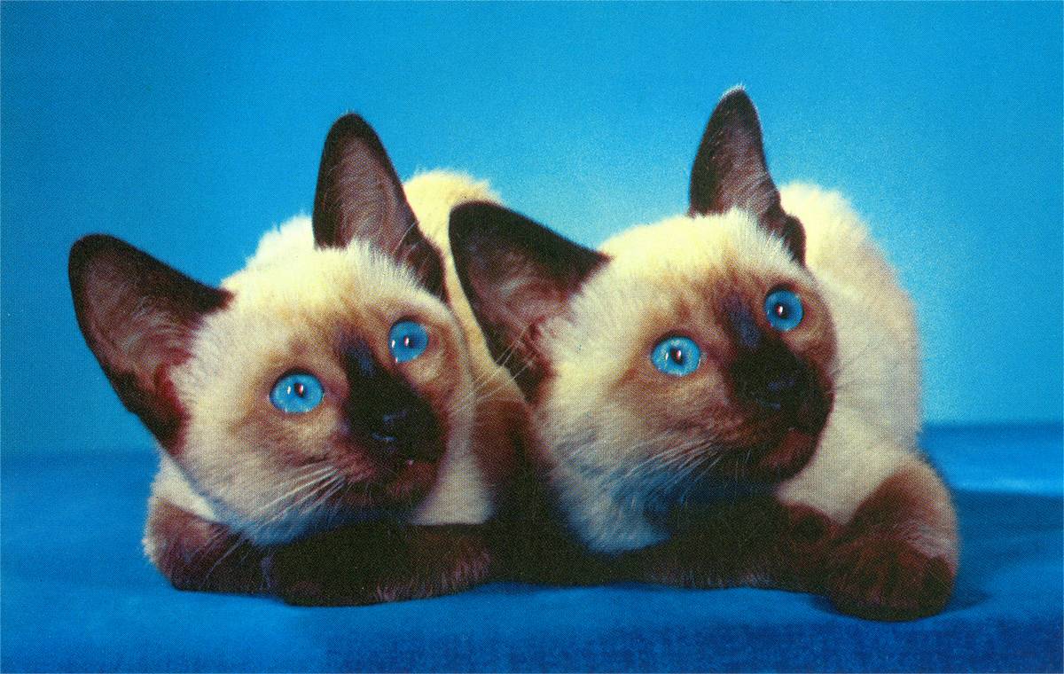 Two Siamese Kittens