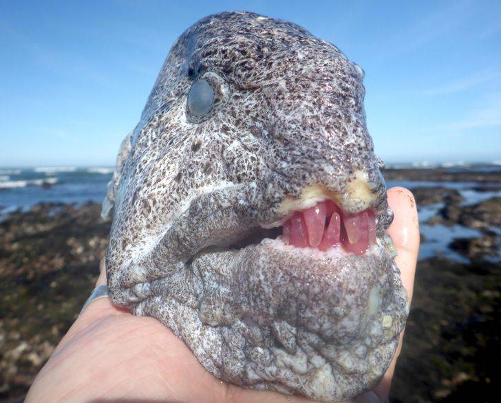 wolf eel with red teeth