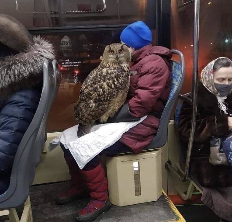 Owl on lady's lap on bus