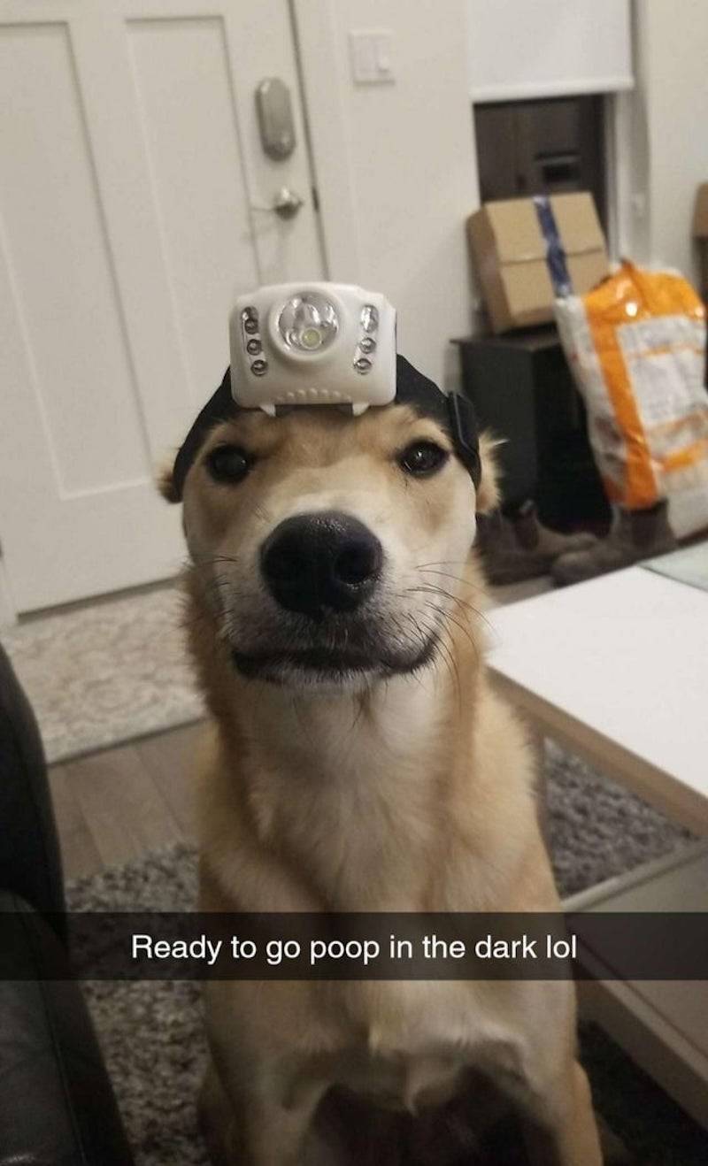 Puppy wearing headlamp in snapchat picture
