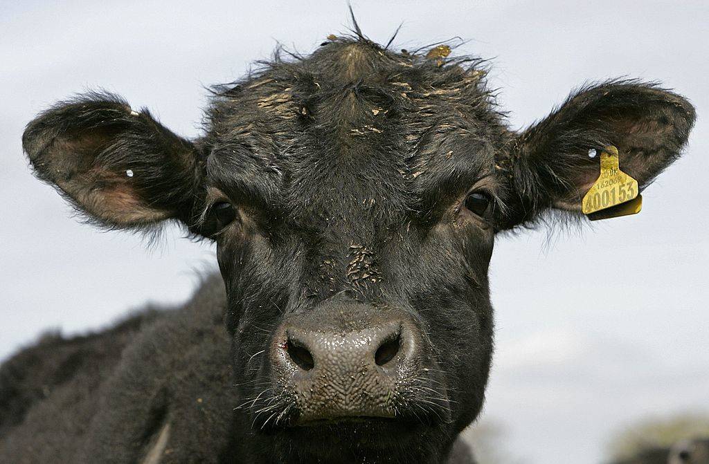 aberdeen angus cow on a farm