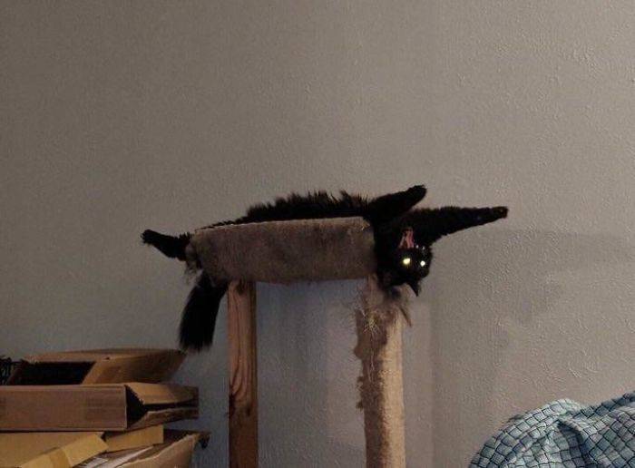 black cat yawning on its back