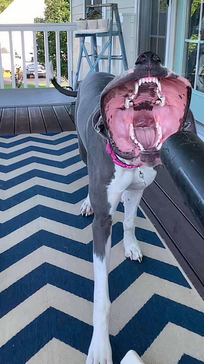 blower mouth because the dog loves it