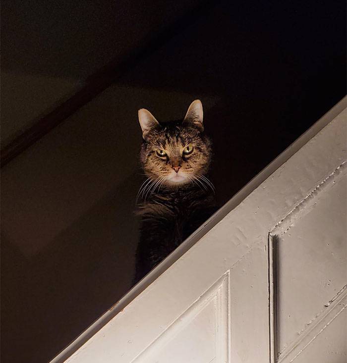 cat looking at you in a evil way