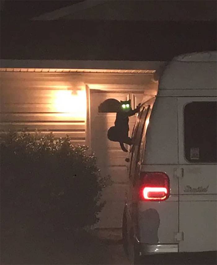 cat scaling the van