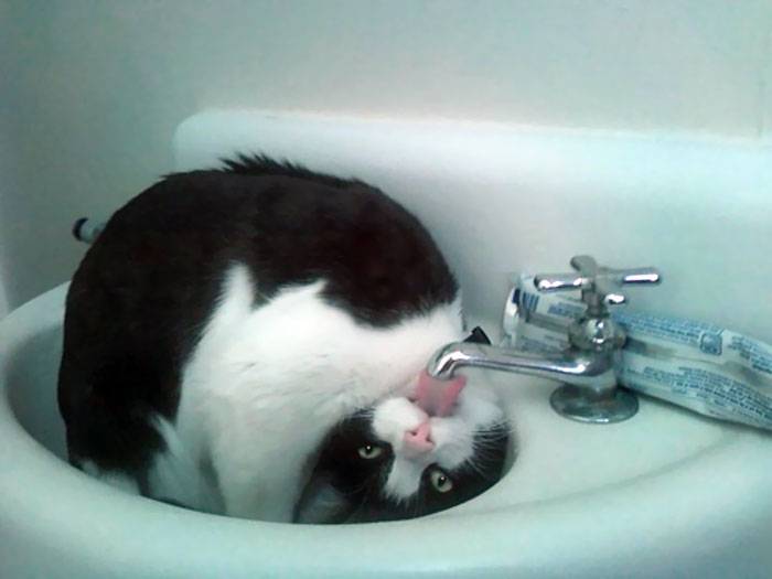 cat upside down in the sink