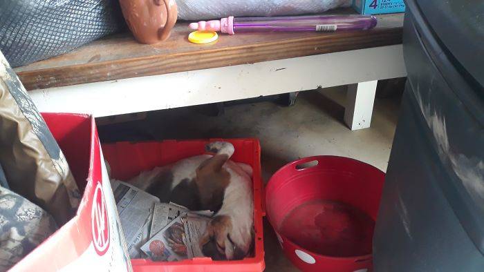 dog in box in the garage