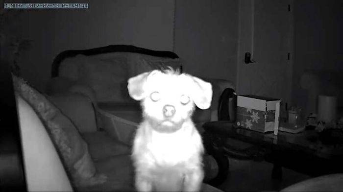 dog in the camera in the night