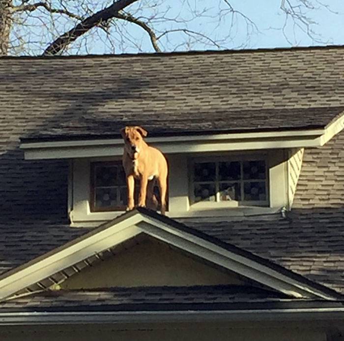 dog on the roof of the home