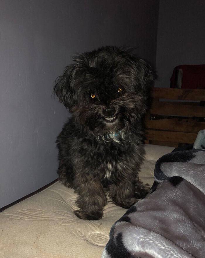 dog smile is a bit sketchy