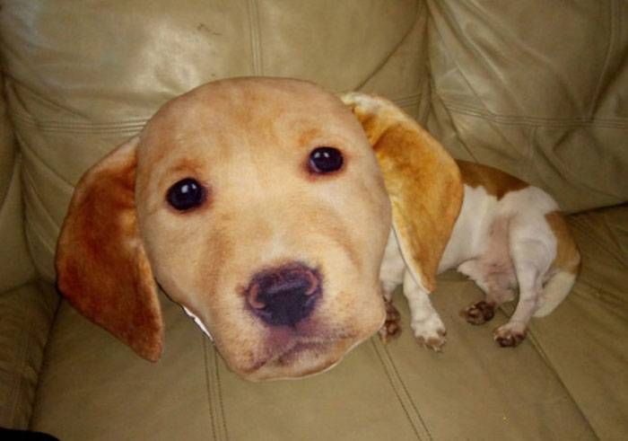 dog under the giant head pillow