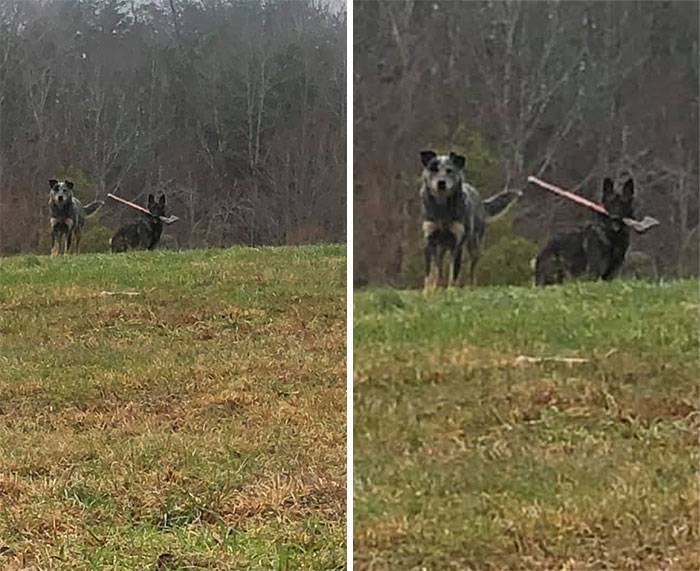 dog with axe in mouth