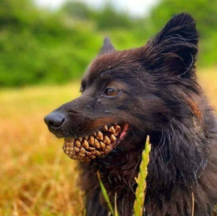dog with pinecone for teeth