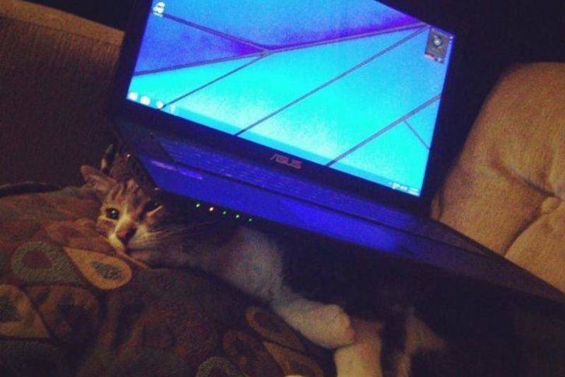 getting-the-cat-back-34912