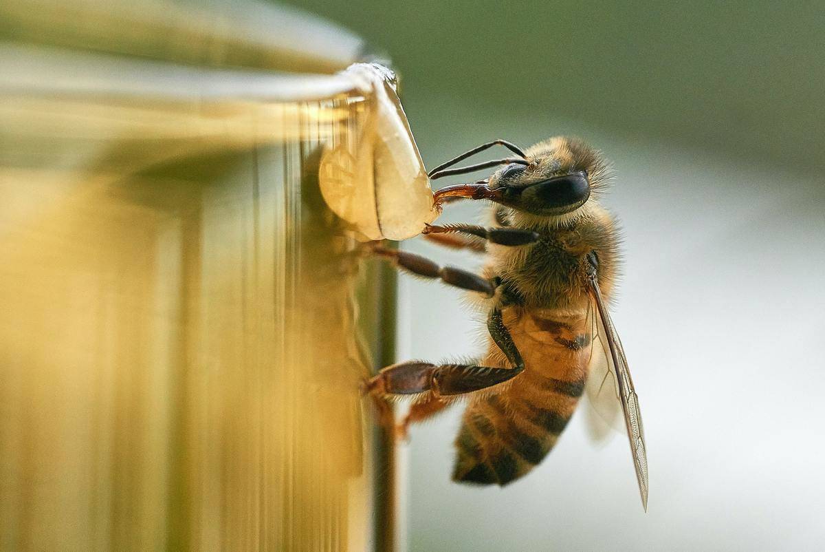 a bee tasting honey on the side of a jar