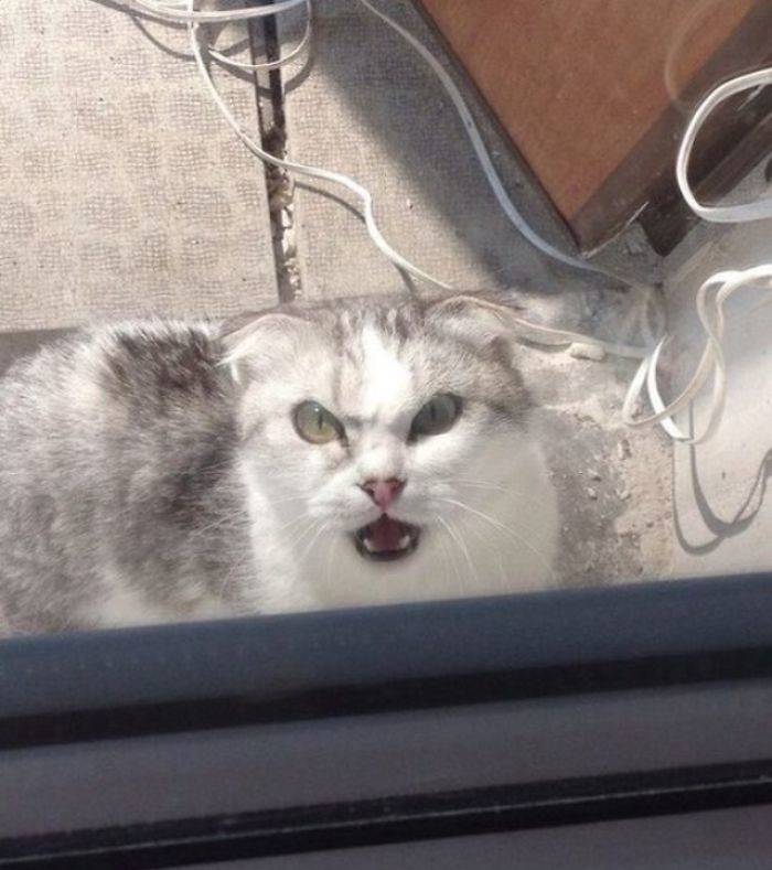 leaving the cat outside all night