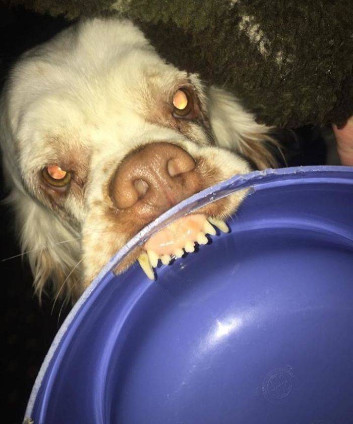 mad dog biting down