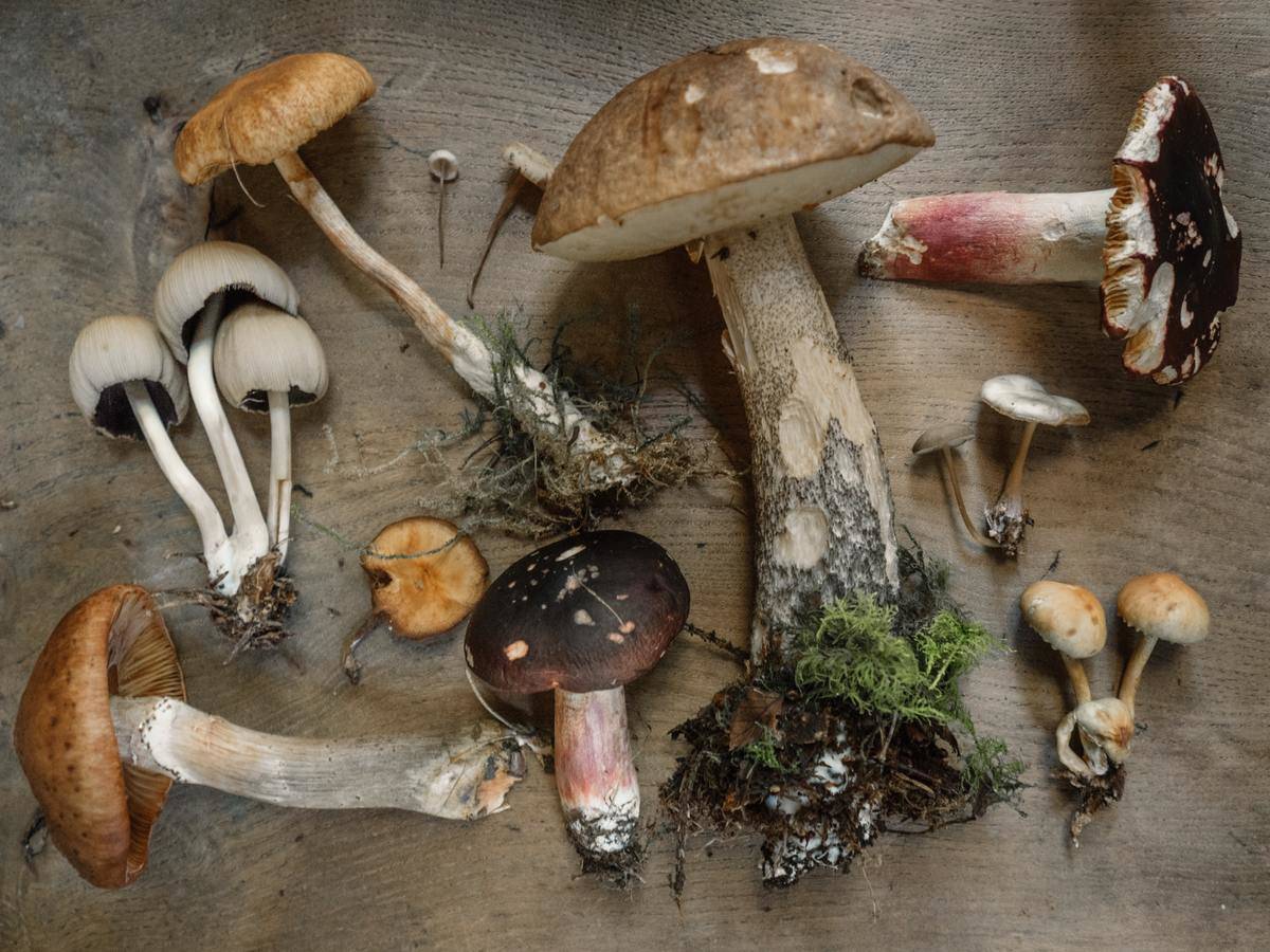different kinds of mushrooms on a table