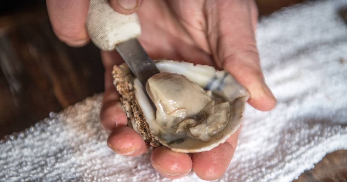 person shucking an oyster